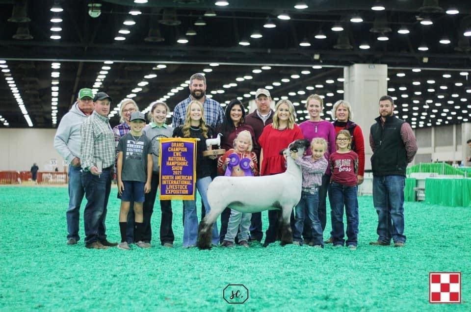Hauger Club Lambs cover image